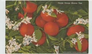 Florida Postcard A Cluster Of Oranges Vintage Linen Old Fruit Orange Flowers Fl