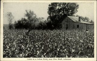 Pine Bluff Arkansas Cabin Worker In Cotton Field Vintage Postcard