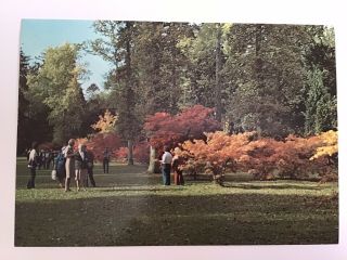 Westonbirt Arboretum,  Gloucestershire,  Vintage Rp Postcard,  Unposted 886