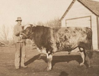 080620 Vintage Rppc Real Photo Postcard Farmer With Bull C1910