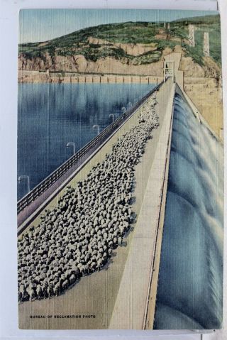 Washington Wa Grand Coulee Dam Sheep Crossing Crest Postcard Old Vintage Card Pc