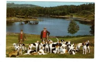 Old Postcard - Lake District - Coniston Foxhounds At Tarn Hows - Jarrold