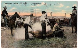 100420 Vintage Cowboy Western Postcard Branding A Steer 1911