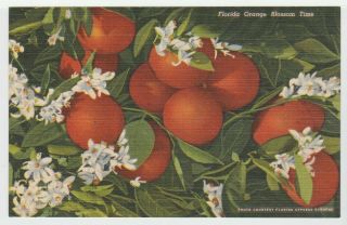 Florida Postcard A Cluster Of Oranges Vintage Linen Old Fruit Orange Fl
