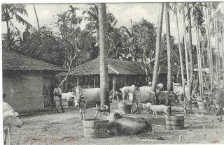 Old Postcard 1907 - A Bengal Village Scene With Cows And Goats