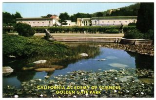 1960s California Academy Of Sciences San Francisco Golden Gate Park Old Postcard