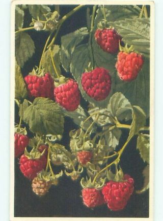 Foreign Old Postcard Close - Up View Of Raspberries Growing Ac3320