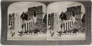 Keystone Stereoview Camels At Citadel Of Aleppo,  Syria Rare 1200 Card Set 740