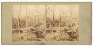 Stereoview - Cock Mill Wood,  Near Whitby - Celebrated For Pic - Nics