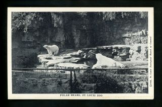 Animal Postcard Polar Bear St.  Louis Zoo Missouri Mo Vintage