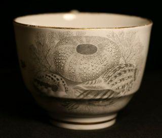 Antique Worcester Flight Barr & Barr Porcelain Tea Cup - Shells Design