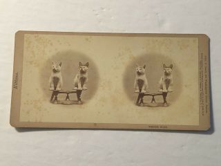 White Wine Cats - Kittens On Scales Late 19th Century John Soule Boston Stereoview