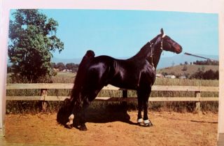 Animal Tennessee Champion Walking Horse Postcard Old Vintage Card View Standard