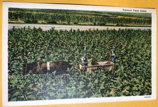 Harvesting Tobacco Carolina Tobacco Field Scene C1948 Vintage Postcard