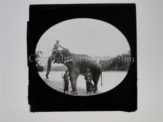 Elephant Being Washed In A River - Glass Magic Lantern Slide
