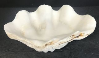 Vtg Medium Giant Natural Clam Shell Tridacna Gigas Seashell Rare 4 Lbs 12” By 7”