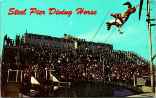 Vintage Postcard Atlantic City Jersey " Steel Pier Diving Horse "