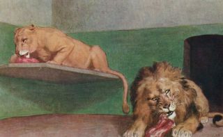 Vintage Art Postcard: Lions At The Zoo By C.  T.  Howard
