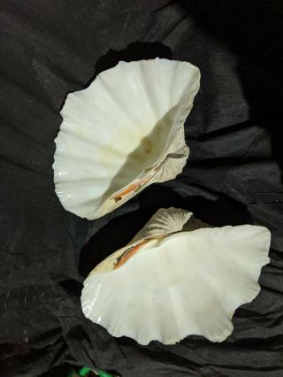 2 Rare Huge 12 ",  Wide Natural Clam Sea Shell Large Real White Ocean Vintage