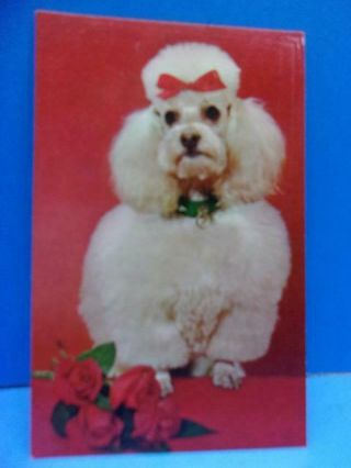 Vintage Postcard Poodle Dog All Dressed Up Mike Roberts Old 1950 