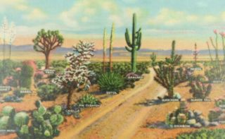 Various Species Of Cactus As Seen On The Desert Linen Vintage Postcard