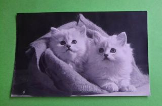 Vintage Cat Postcard.  Rppc.  Two White Kittens.  British.