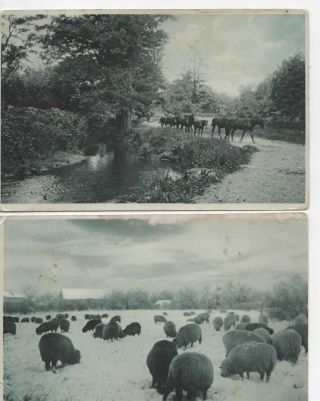 , 2 Vintage Postcard,  Cows,  Sheep,  Downpatrick To South Africa,  Christmas,  1905