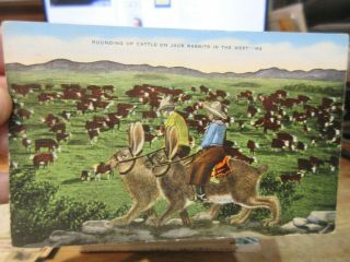 Vintage Old Postcard Texas El Paso Cattle Round Up Jack Rabbits Giant Bunnies