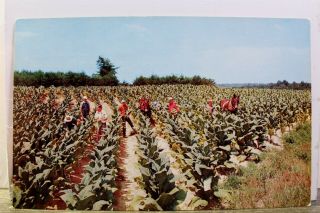 Scenic Harvesting Tobacco Bottom Leaves Postcard Old Vintage Card View Standard