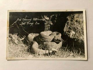 Red Diamond Rattlesnake San Diego Zoo California Vintage Rppc Postcard;ca2