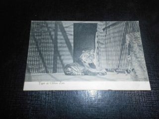 Tiger At Clifton Zoo,  Bristol,  Senior & Co,  Vintage Postcard