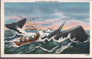 Vintage Litho Sail Ship Boat Hunting Fishing Sperm Whale Massachusetts Postcard