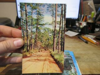 Vintage Old Georgia Postcard Long Leaf Pine Trees Dirt Country Road Southern Ga