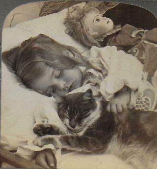 Cute Child Sleeps With Cat & Toy Doll 1905 Real Photo Stereoview