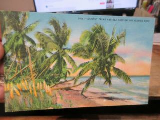 Vintage Old Postcard Florida Coconut Palms Sea Oats Keys Ocean Beach Flowers Sea