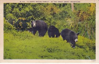 Great Smoky Mountains National Park Black Bears Postcard Vintage Linen