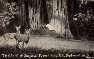 Vintage Postcard - " The Soul Of Sequoia " Forest Play,  Redwood Park,  Ca Bk26