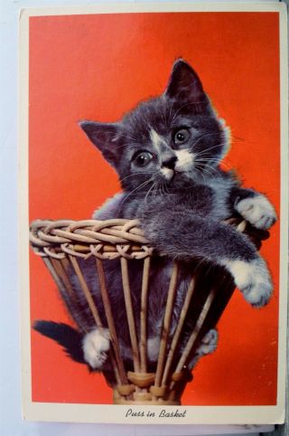 Animal Cat Kitten Puss In Basket Postcard Old Vintage Card View Standard Post Pc