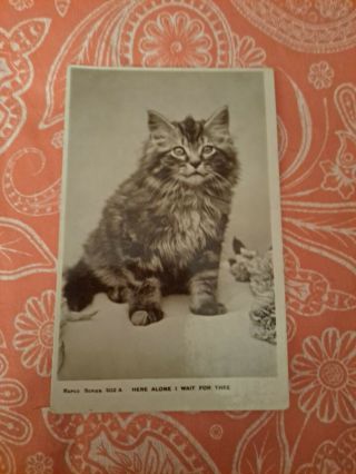 Vintage Cat Postcard.  Rppc.  Kitten And Roses.  B/w.  British.  Not Mailed.