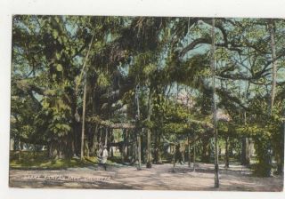 Great Banyan Tree Calcutta India Vintage Postcard 184a