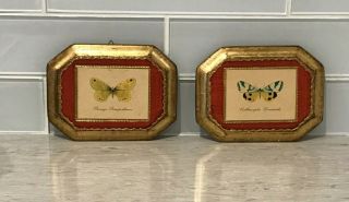 Vintage Italian Florentine Butterfly Wall Plaques Pictures Gold Gilt Wood Pair