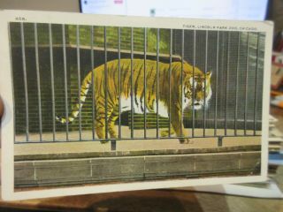 Vintage Old Postcard Illinois Chicago Lincoln Park Zoo Big Tiger Cat In Cage Cub