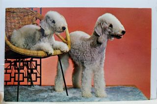 Animal Dog Puppy Purebred Bedlington Terrier Dogs Postcard Old Vintage Card View