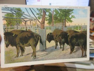 Vintage Old Postcard Illinois Chicago Lincoln Park Buffalo Wild Animals Mini Zoo