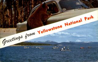 Greetings From Yellowstone National Park Bear Begging Old Car Fishing Lake