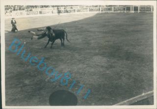 Photo Bull Fight La Linea De La Conception Spain 1930 3 X 2.  5 Inches V1