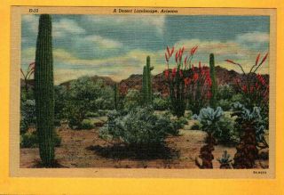 (5658) Vintage 1939 Linen Postcard - A Desert Landscape Arizona - Giant Sahuaros
