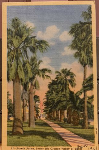 Vintage Postcard | Stately Palms,  Lower Rio Grande Valley Of Texas