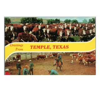 Vintage C1950s Chrome Postcard: Cattle Roundup - - Greetings From Temple Texas Tx