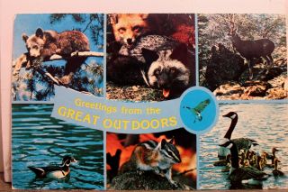 Animal Bear Cub Fox Buck Deer Great Outdoors Greetings Wood Duck Postcard Old Pc